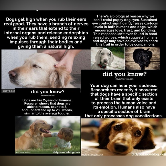 $1 DOG PIN/BROOCH. ENAMEL/METAL. NEW. $1 WITH ANY $10 ORDER OR MORE - Picture 9 of 16